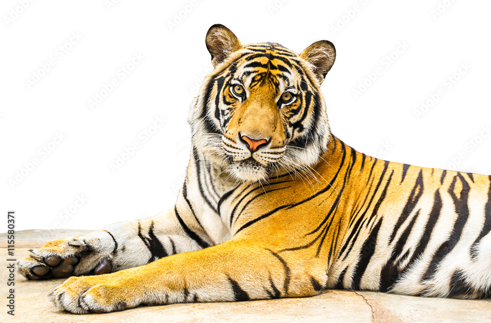 Fototapeta premium The Tiger isolate on white background
