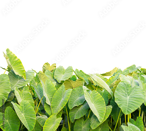Elephant Ear plant isolate on a white background