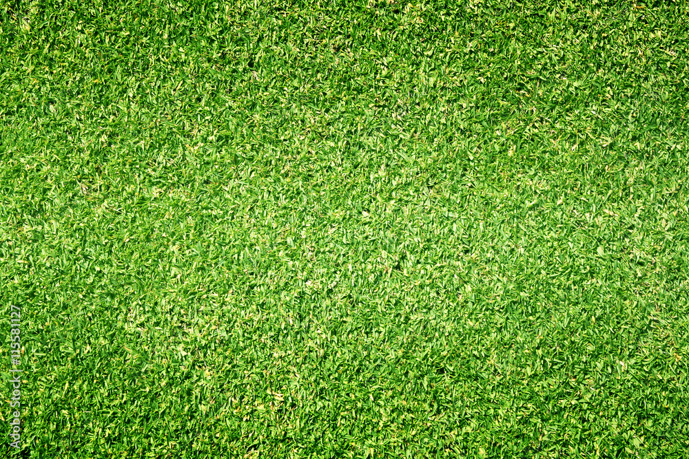 Fototapeta premium green lawn background