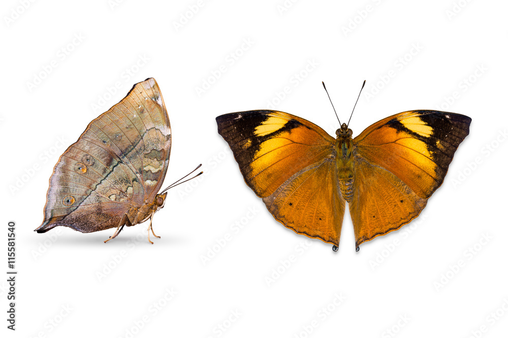 Naklejka premium Autumn Leaf butterfly