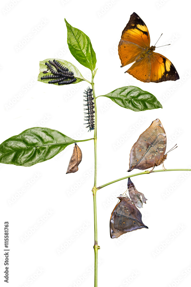 Autumn Leaf butterfly life cycle Stock Photo | Adobe Stock