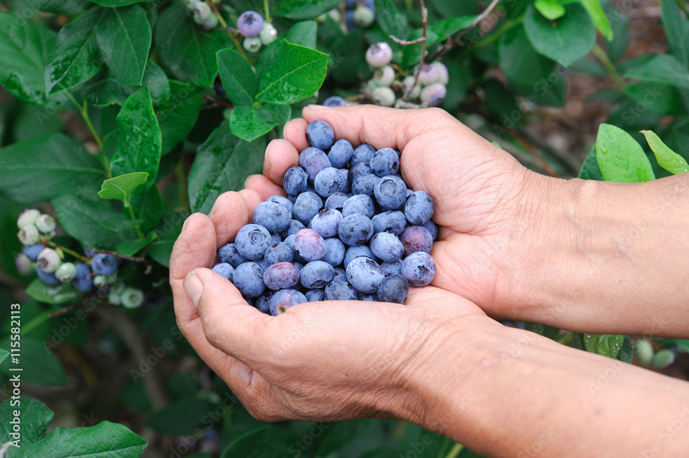 close up on blueberry in hands close up on blueberry in hands