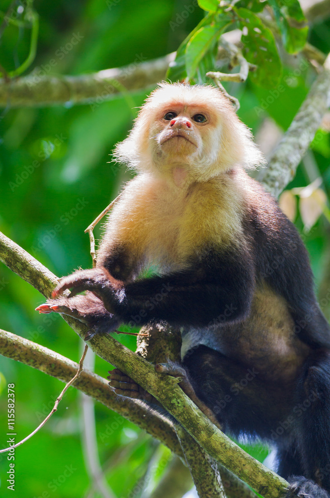  White faced Capuchin Monkey. Pacific Coast. Costa Rica