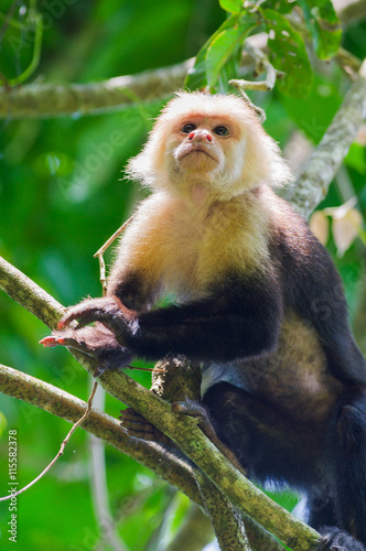  White faced Capuchin Monkey. Pacific Coast. Costa Rica