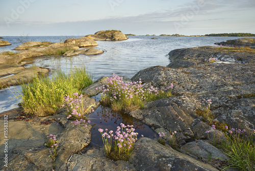 Sweden, Sodermanland, Stendorrens skargard, Lilla Visskar, Wildflowers along coast photo