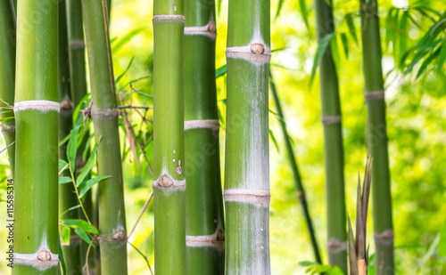 Fototapeta Naklejka Na Ścianę i Meble -  Green nature bamboo for background