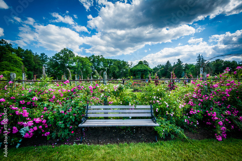 Bench and rose gardens at Elizabeth Park, in Hartford, Connectic photo