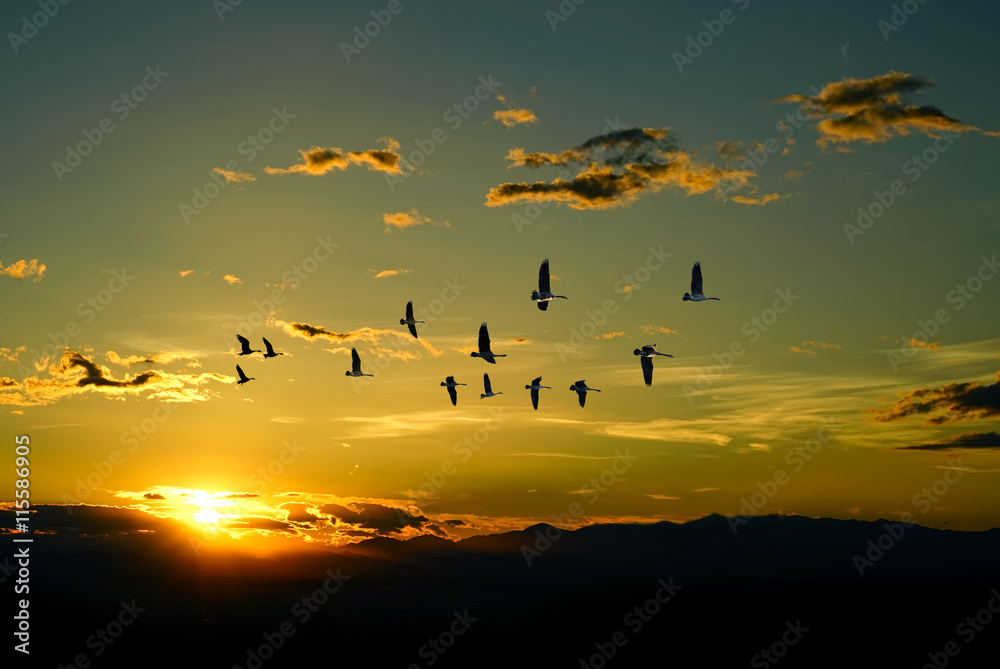 Beautiful sky on sunset or sunrise with flying birds natural bac