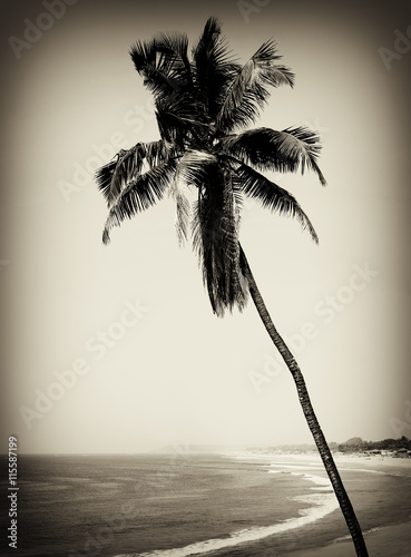 Vertical sepia palm south travel paradise landscape background b photo