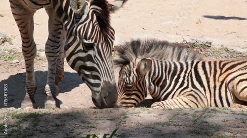 Common Zebra, science names 