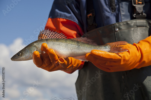 Midsection of fisherman holding perch outdoors photo