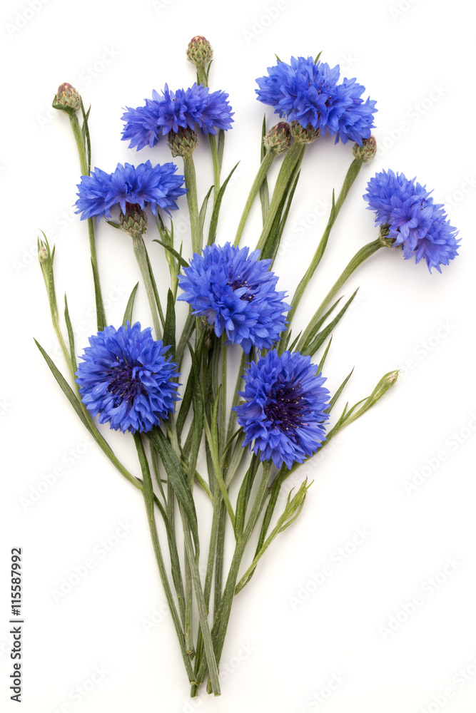 Fototapeta premium Blue Cornflower Herb or bachelor button flower bouquet isolated