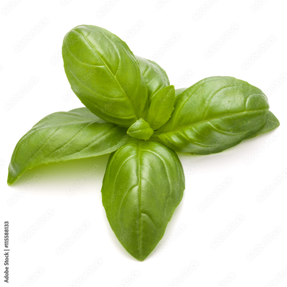 Sweet basil herb leaves isolated on white background closeup Sweet basil herb leaves isolated on white background closeup