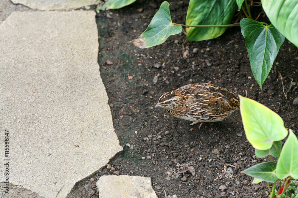 Small quail running through a groomed garden