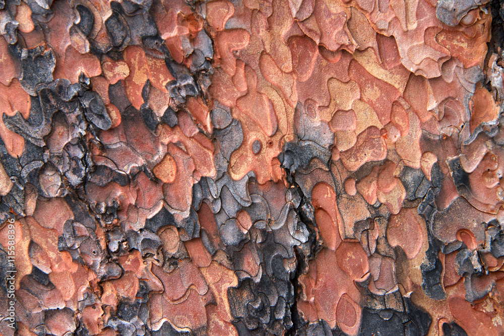 Obraz premium Macro Close up of texture on trunk of a Ponderosa Pine tree in Flagstaff Arizona. Bark peeling in a unique puzzle formation