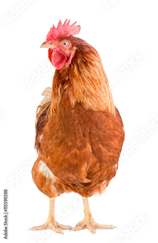 Young brown rooster, front view, isolated