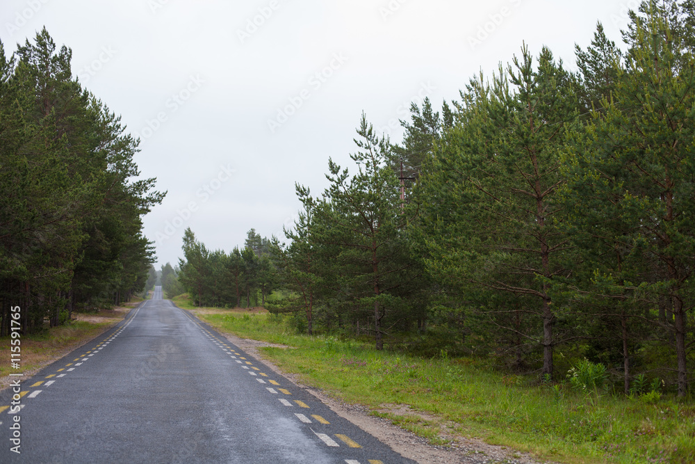 Long, endless road in the middle of a forest on a gloomy day