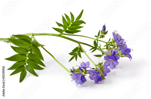 Jacob's Ladder or Greek valerian (Polemonium caeruleum)isolated on white