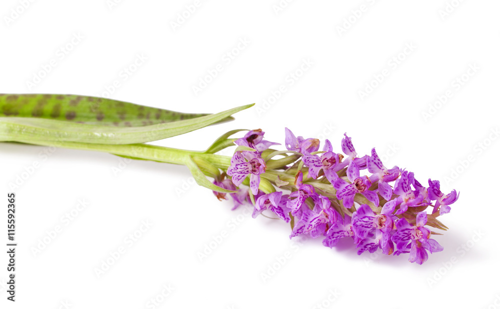 Naklejka premium Dactylorhiza fuchsii on a black background