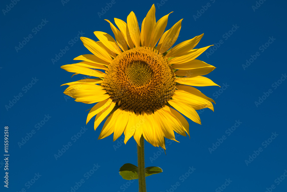 Beautiful sunflower against blue sky in summer Beautiful sunflower against blue sky in summer