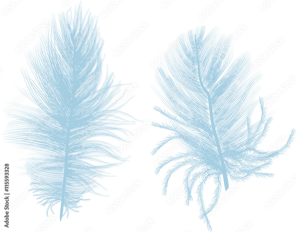 Obraz premium two light blue feathers isolated on white