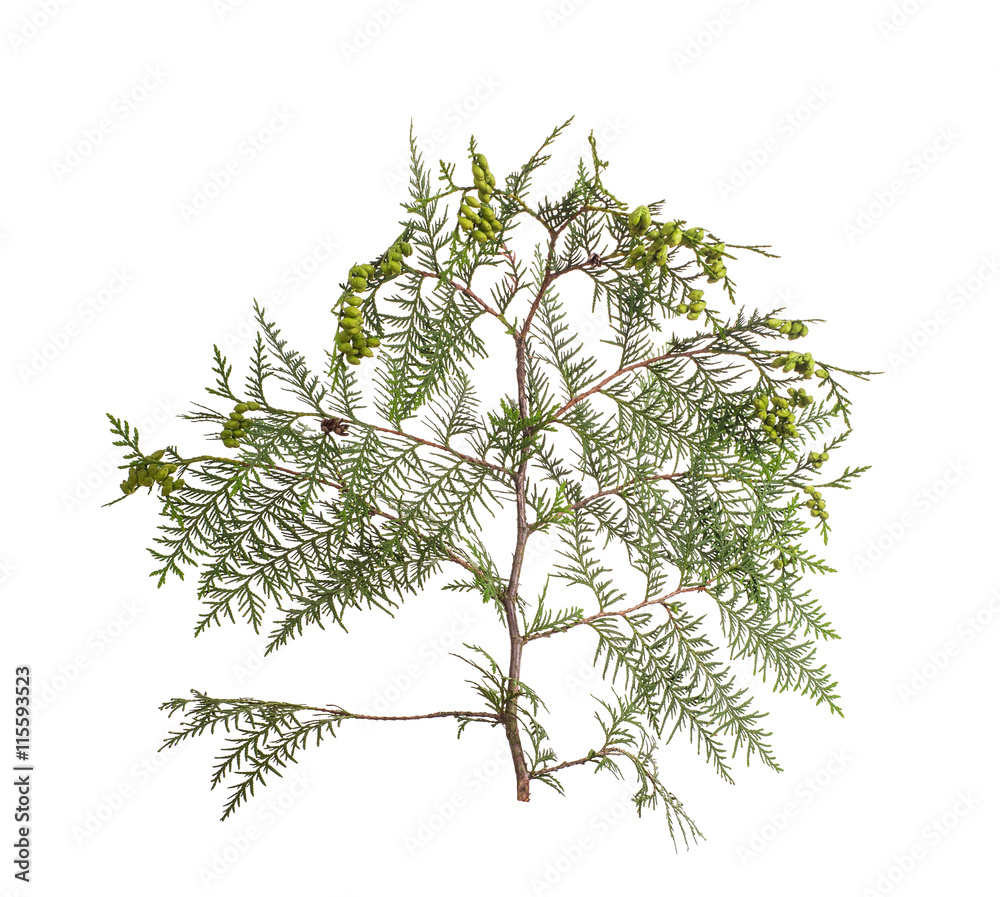 branch with green leaves