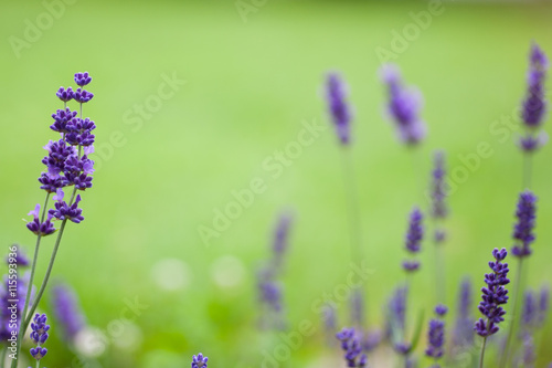 English lavender closeup on a green background