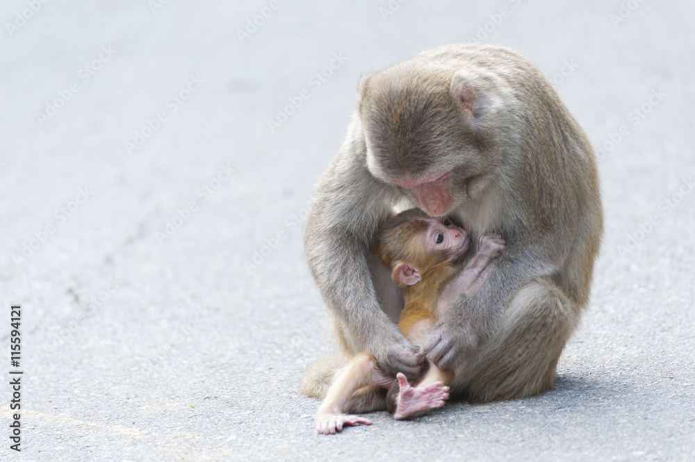 Fototapeta premium Monkey mother and baby