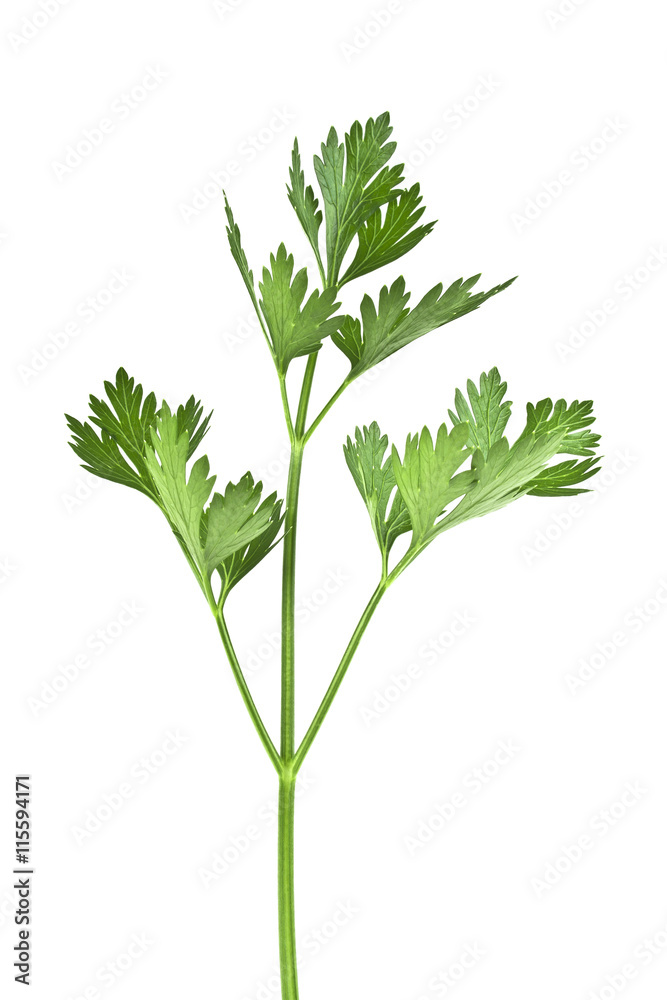 Green leaves of parsley isolated on white background Green leaves of parsley isolated on white background