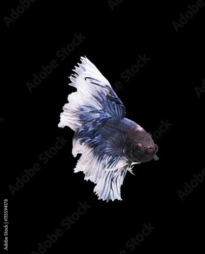 betta halfmoon fighting beautiful fish close up