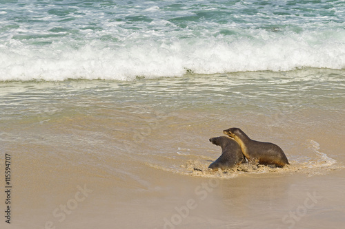 Australian Sea Lions playing with sea water at Seal Bay, Sea lion colony on south coast of Kangaroo Island, South Australia photo