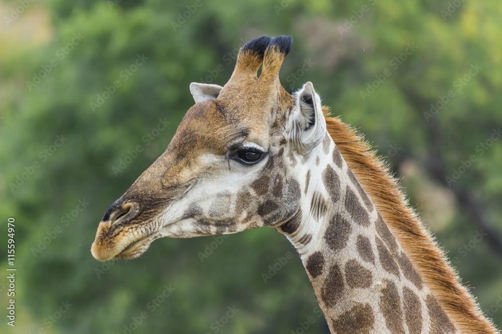 Obraz premium Close up portrait of a giraffe in the bush