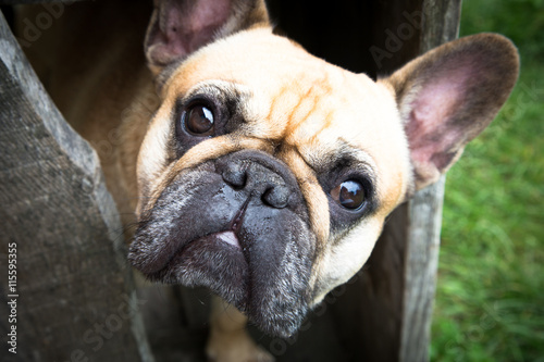 French bulldog looking at you. beautiful eyes © Ivanna Pavliuk