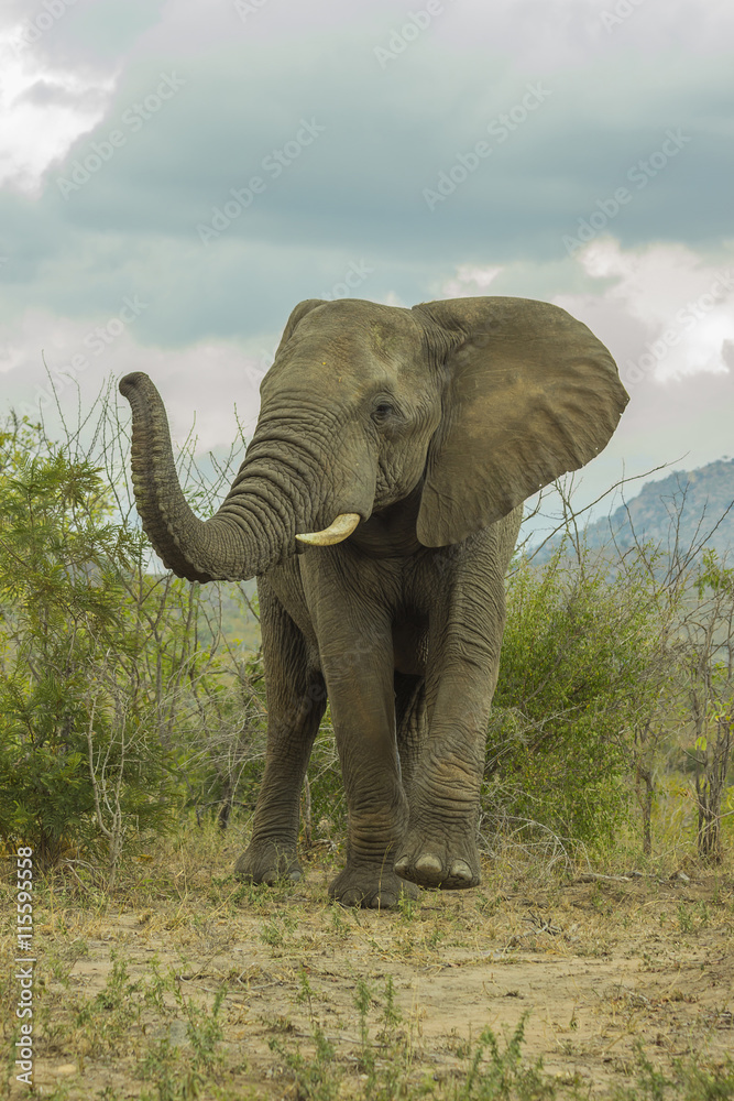 Fototapeta Elephant in its natural environment walking towards camera