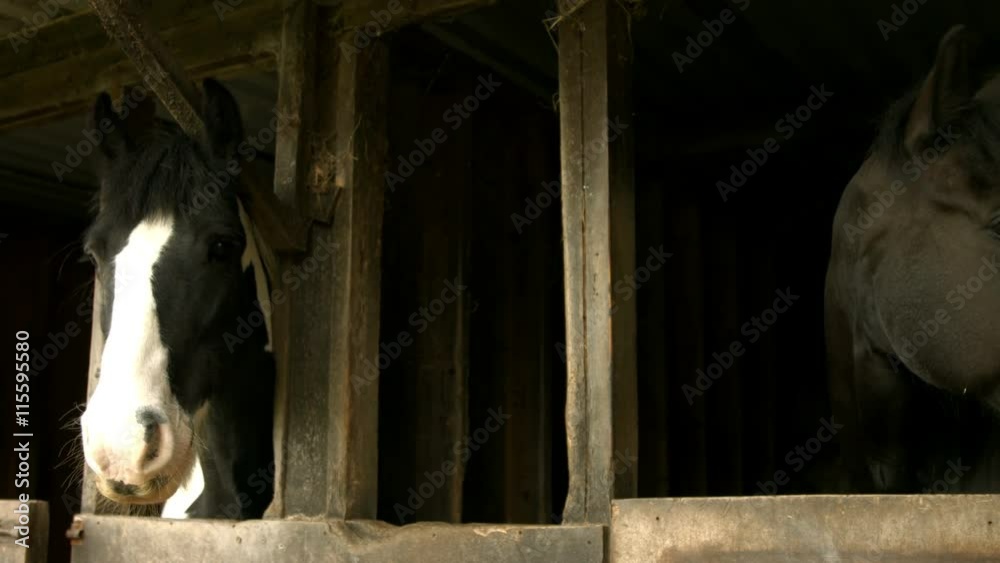 Horses in stable in the countryside