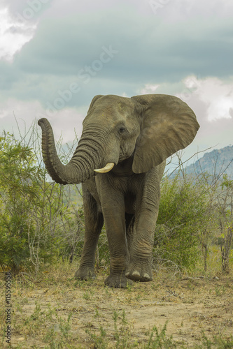 Elephant in its natural environment walking towards camera