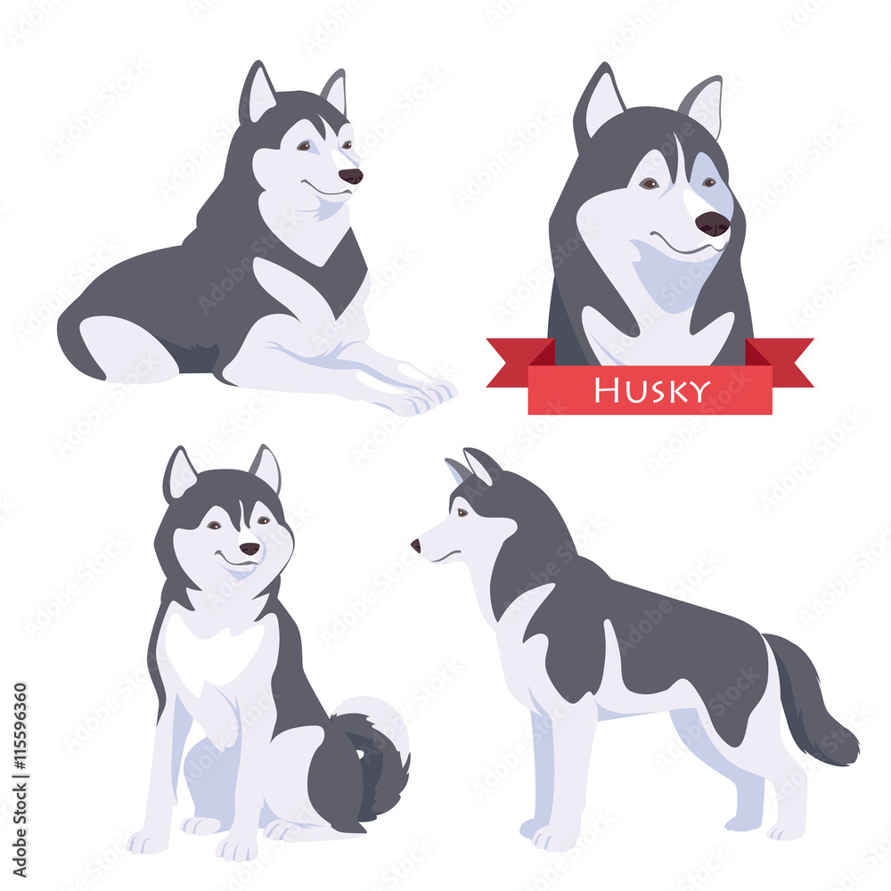 Husky in different poses. Husky in different poses.