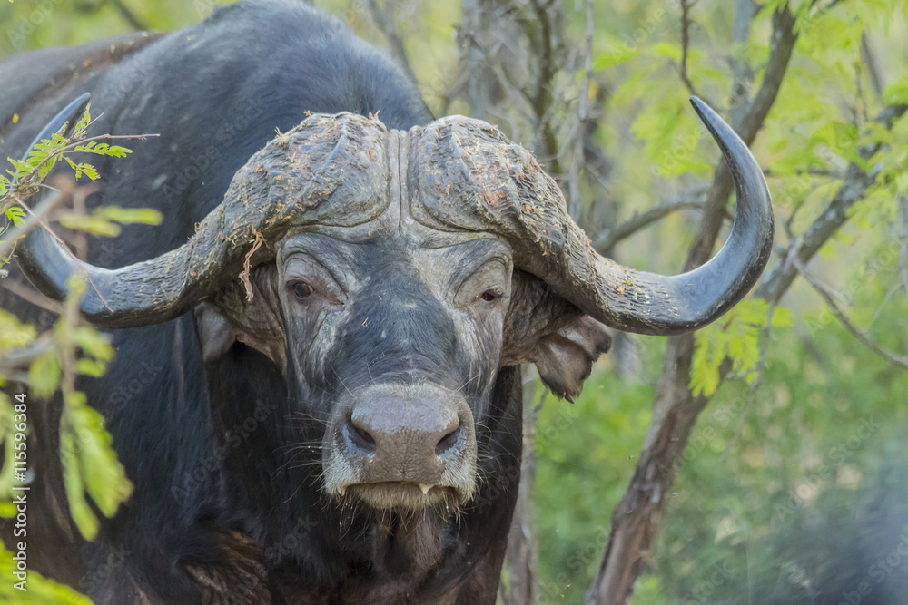 Naklejka premium Buffalo portrait in thick bush