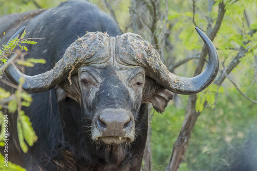 Buffalo portrait in thick bush © bradleyvdw