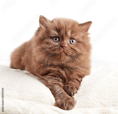 Foto british long hair kitten