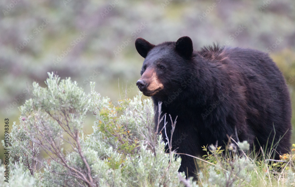Obraz premium Female American Black Bear (Ursus americanus) in Yellowstone National Park in Wyoming