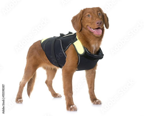 Fototapeta Naklejka Na Ścianę i Meble -  Nova Scotia Duck Tolling Retriever and rescue jacket