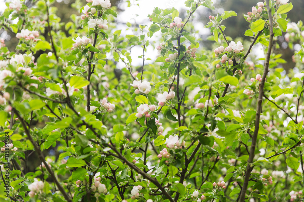 close up of beautiful blooming apple tree branch close up of beautiful blooming apple tree branch