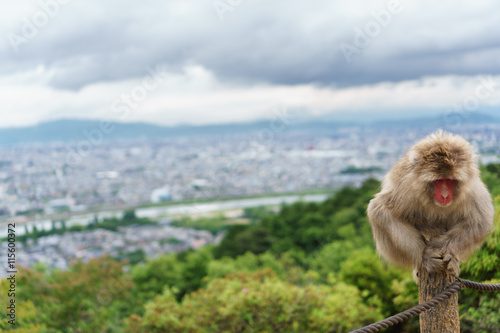 Monkey on top of trunk in Arashiyama, kyoto © F.C.G.