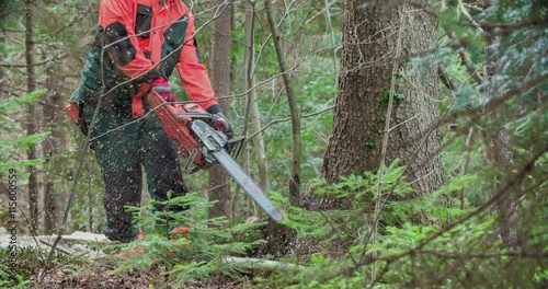A forestman has found a tree that he would like to cut down and first of all, he needs to bring down a few trees that are standing in the way of a big tree.
