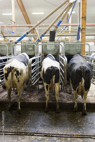 Cows standing in dairy farm
