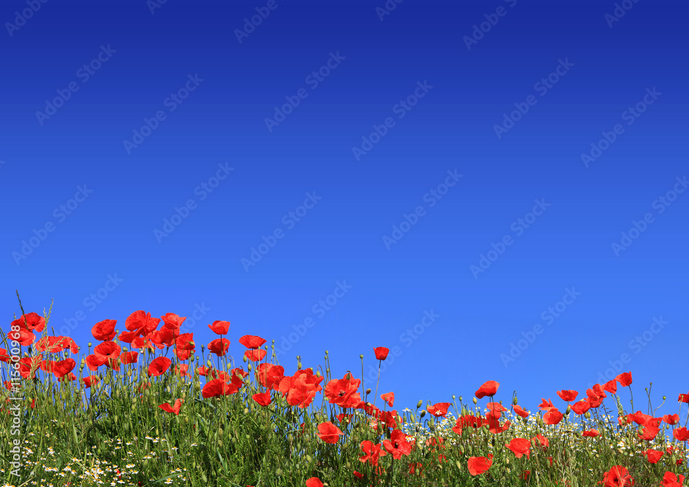 Mohnblumen und Kamille, blauer Himmel mit Freifläche