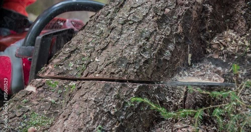 A forestman is falling timber. He is about to cut down some trees in the forest. The sawdust is flying everywhere around. Close-up shot.
 photo