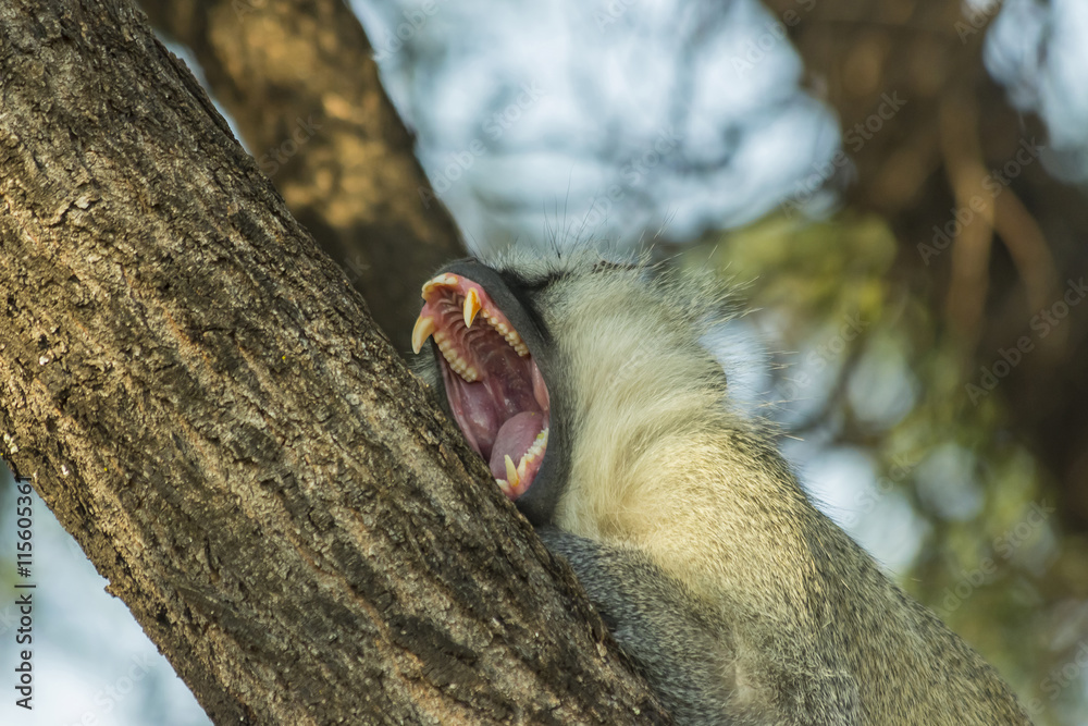 Big sleepy vervet monkey yawning in a tree in late afternoon sun Big sleepy vervet monkey yawning in a tree in late afternoon sun