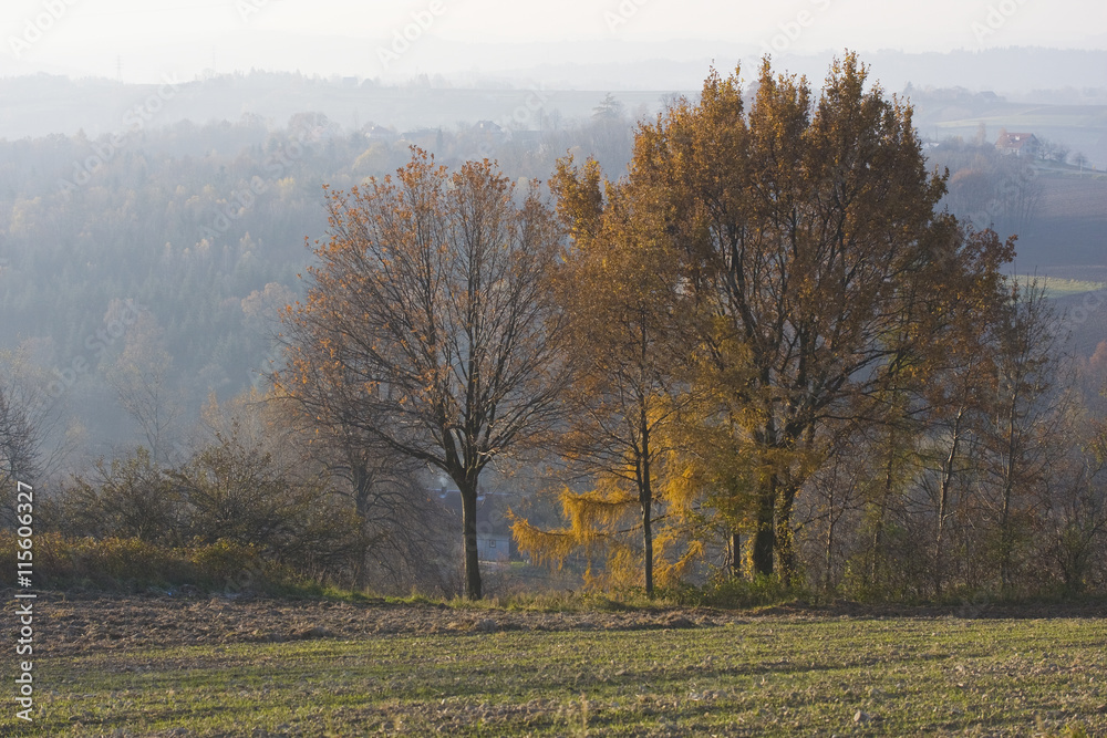Landscape with autumn trees, Poland. Landscape with autumn trees, Poland.